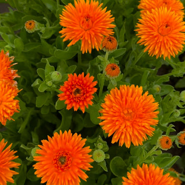 Calendula Seeds – Hedgehog Orange