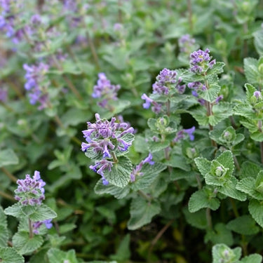 Catnip Seeds