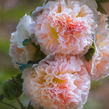 Alcea Hollyhocks - Peaches and Dreams