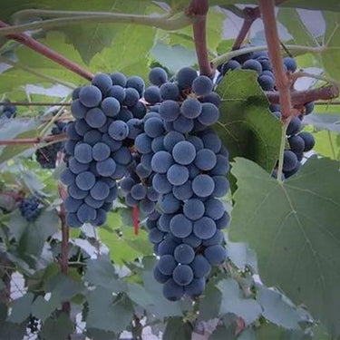 Mars Seedless Grape – Bare Root Perennial Grape Hardy and Long-Lived