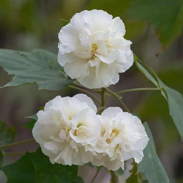 Hibiscus Seeds-Drunken Cotton Rose