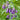 Common / True Comfrey
