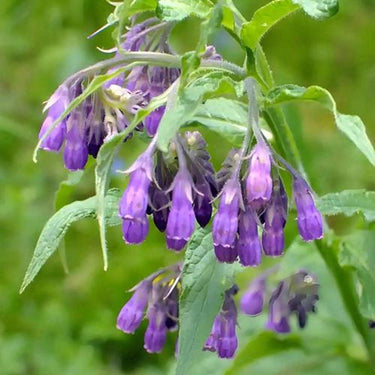 Common / True Comfrey