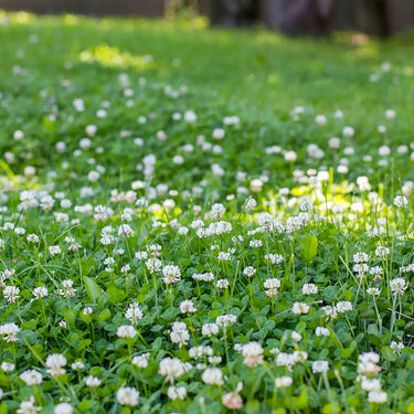 White Clover Seed