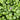 Close-up of fresh green Corsican mint leaves