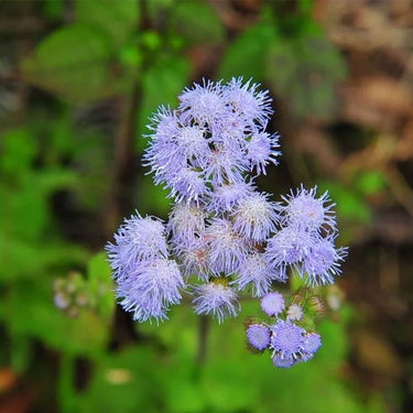 Ageratum  Floss Flower Seeds