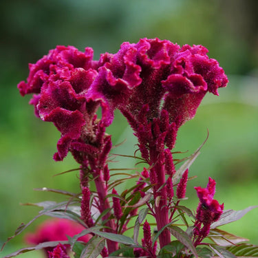 Celosia Cristata Seeds
