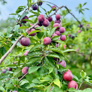 Beach Plum Fruit Tree Shrub Seeds