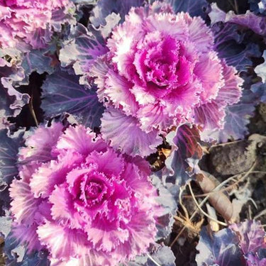 Mix Ornamental Kale Seeds