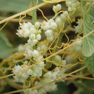 Dodder Seeds