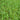 Close-up of dense green Zoysia turf
