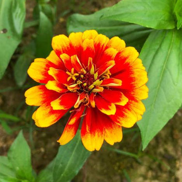 Zinnia Seeds-Fire Dance