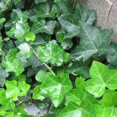 Boston Ivy Seeds