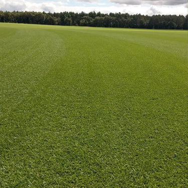 Kentucky Bluegrass Seed