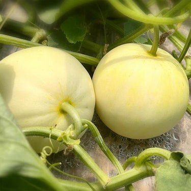 Bai Mibao Taiwan Melon Seeds – White Thin-Wall Muskmelon