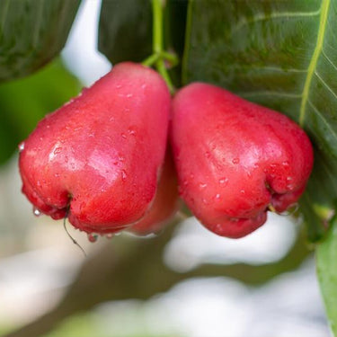 Wax Apple