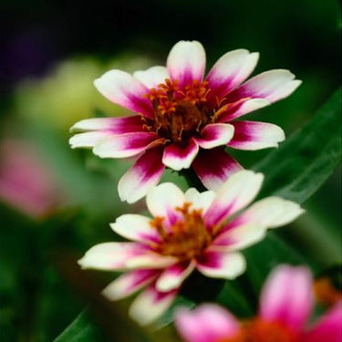 Zinnia Seeds-Zahara Starlight Rose