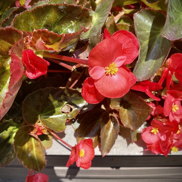Begonia semperflorens