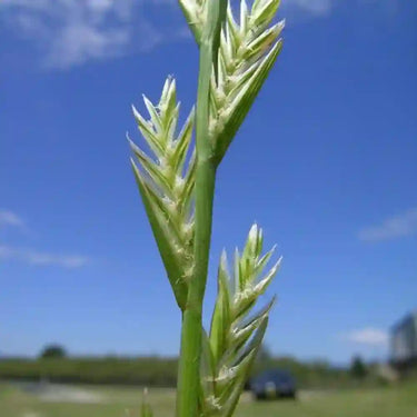 Perennial Ryegrass Seed