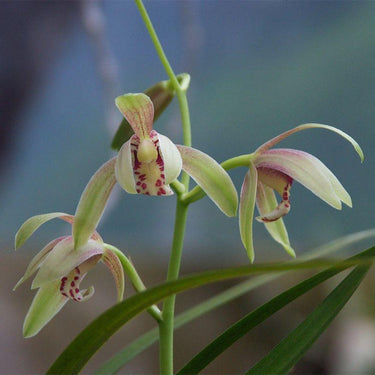 Cymbidium Ensifolium