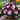 Painted Begonia Seeds-Mystery