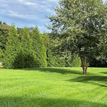 Tall Fescue Seed