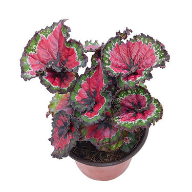 Begonia rex