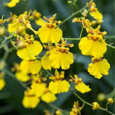 Orchid-Oncidium Sphacelatum