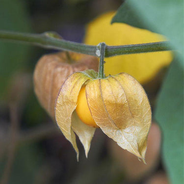 Physalis Peruviana Fruit – Lantern Fruit Seeds