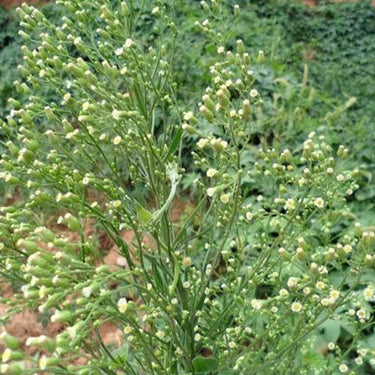 Canadian horseweed