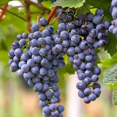 Grape Seeds for Planting – Fresh Sweet and Delicious Natural Vine Seeds