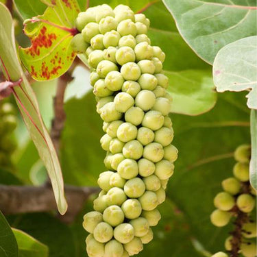 New Fresh Green Sea Grape Fruit Seeds Generic