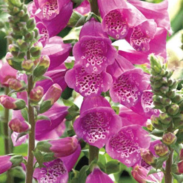 Foxglove Seeds Digitalis 'Dalmatian Purple'