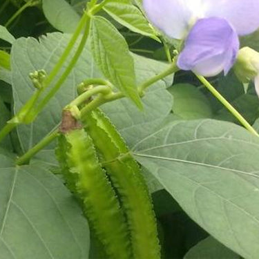 Winged Bean