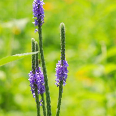 Western Vervain