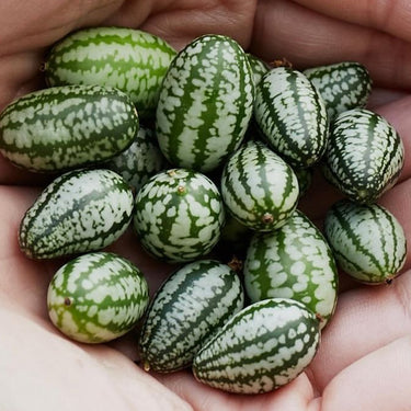 Cucamelon Seeds