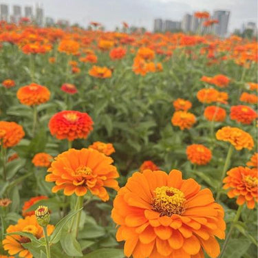Zinnia Seeds-Preciosa Orange