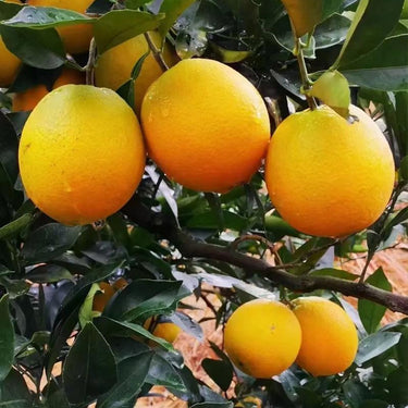 Dwarf Orange Seed for Planting – Hardy Grow Fruit Bearing Bonsai