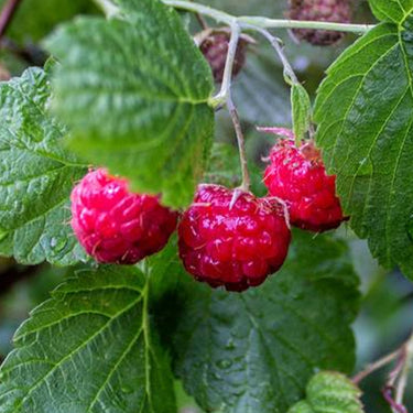 Red Raspberry Seeds for Planting