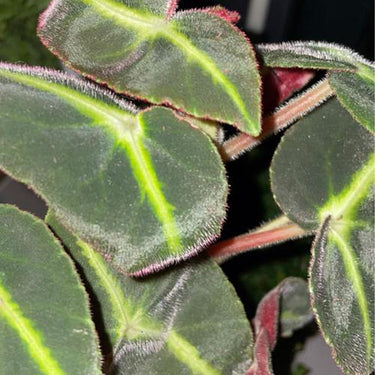 Begonia listada