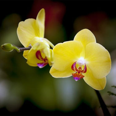 Orchid-Phalaenopsis Aphrodite