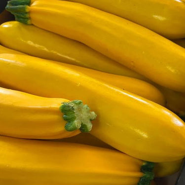 Golden Zucchini Seeds