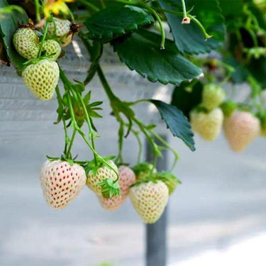 Rare Milk Strawberry Seeds