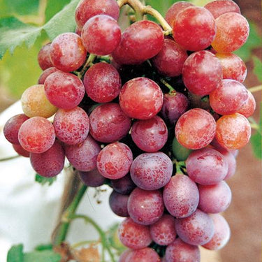 Midknight Beauty Grapes Seeds - Giant Rose (Rose scented)