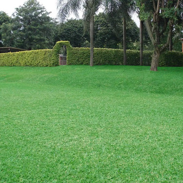 Bermuda Grass Seed