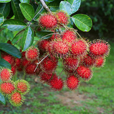 Rambutan
