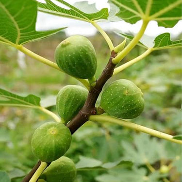 Fig, Violette de Bordeaux