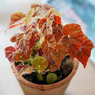 Begonia 'Autumn Ember'