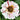 Zinnia Seeds – Candy Cane