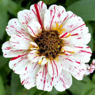 Zinnia Seeds – Candy Cane